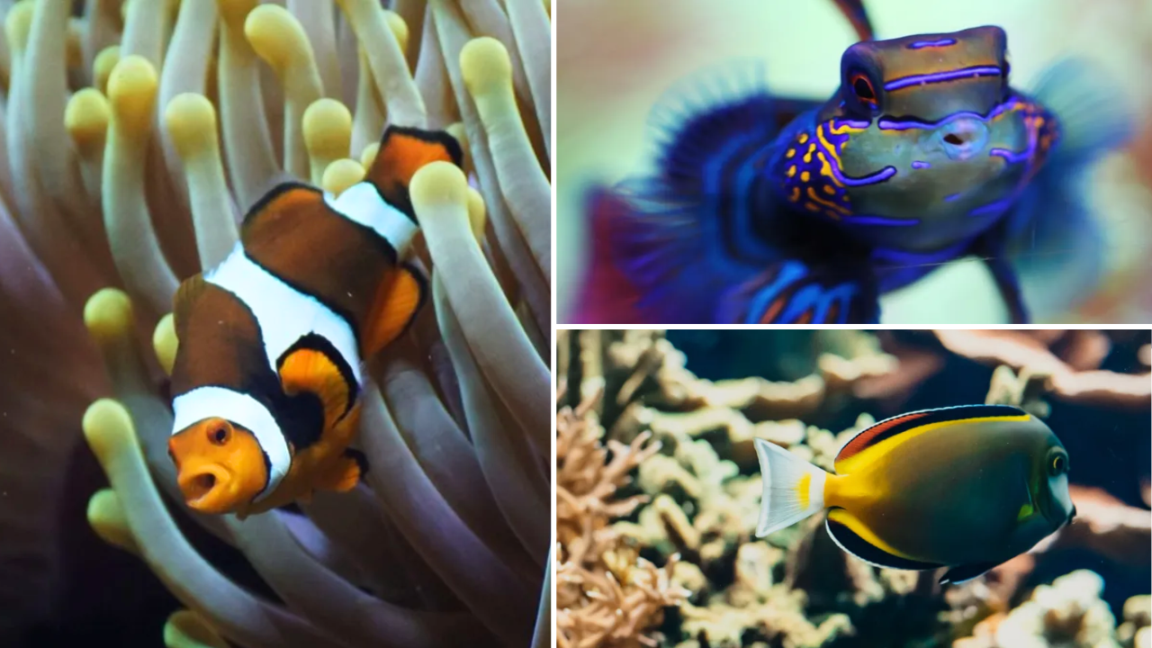 aquarium lyon