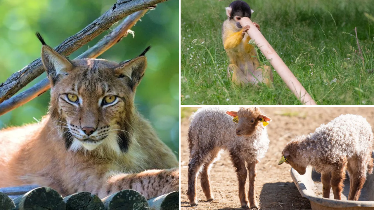 safari de peaugres