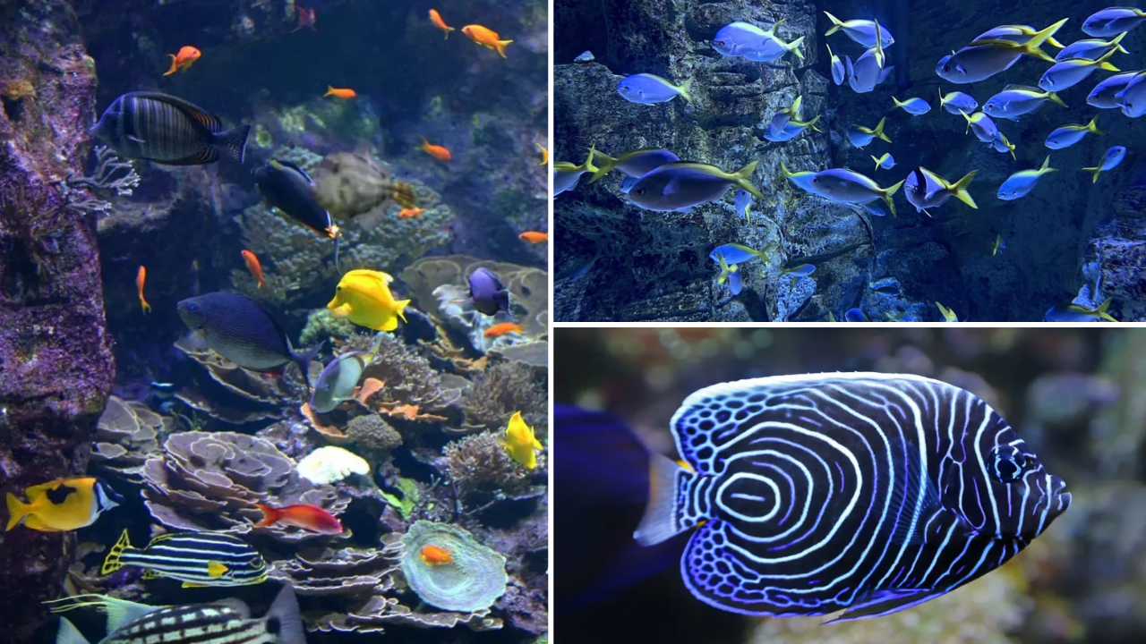 seaquarium montpellier