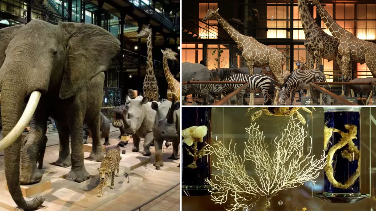 grande galerie de l evolution