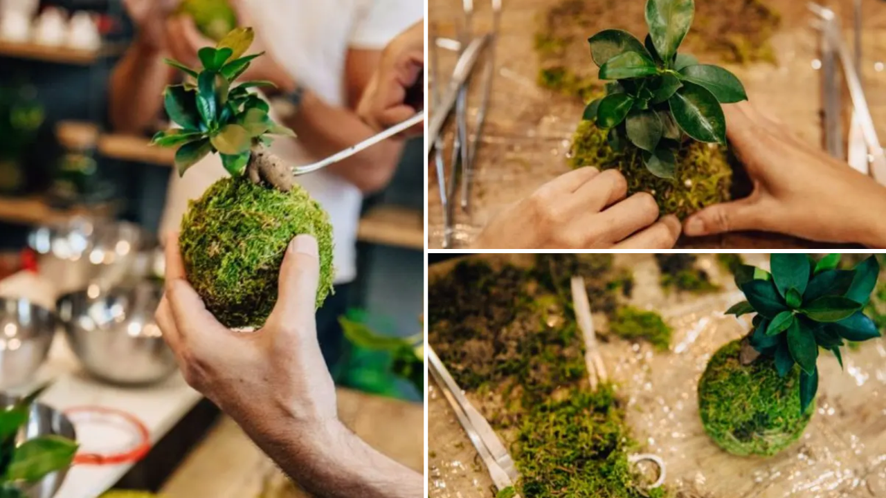 atelier kokedama bordeaux