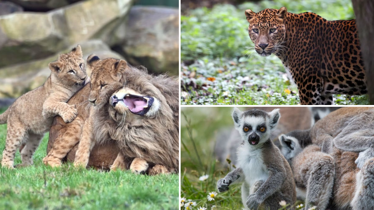 lumigny-safari-reserve