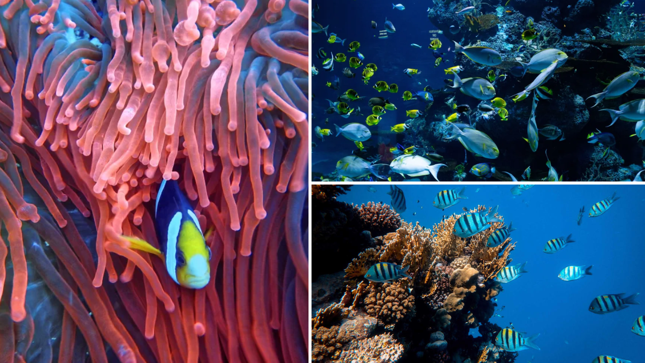 billet-aquarium-amneville