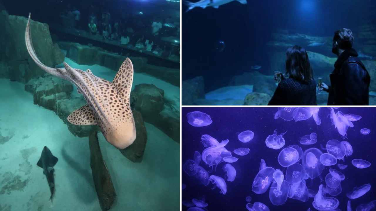 aquarium paris insolite