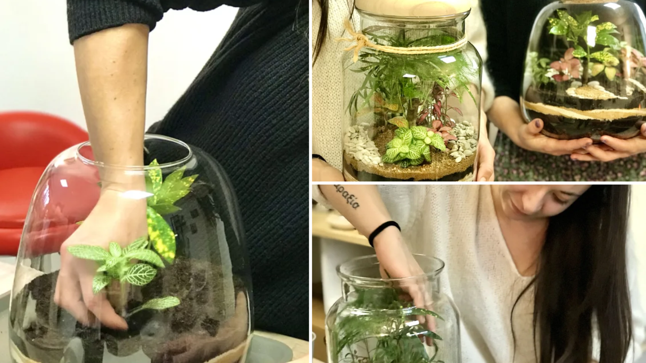 atelier terrarium