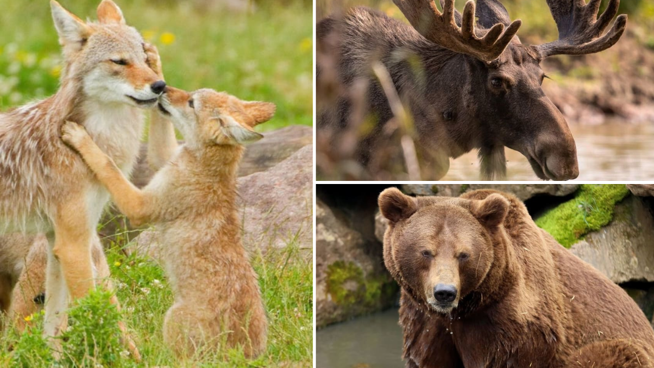parc animalier