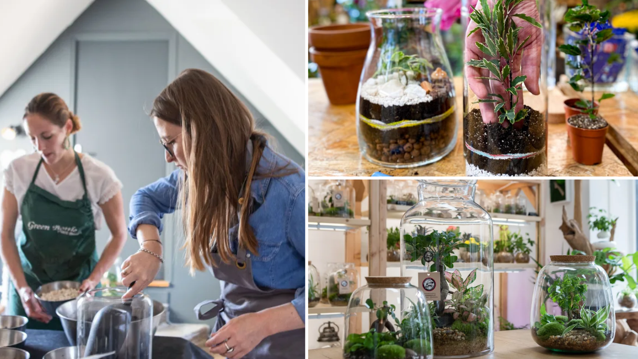 cadeau-terrarium