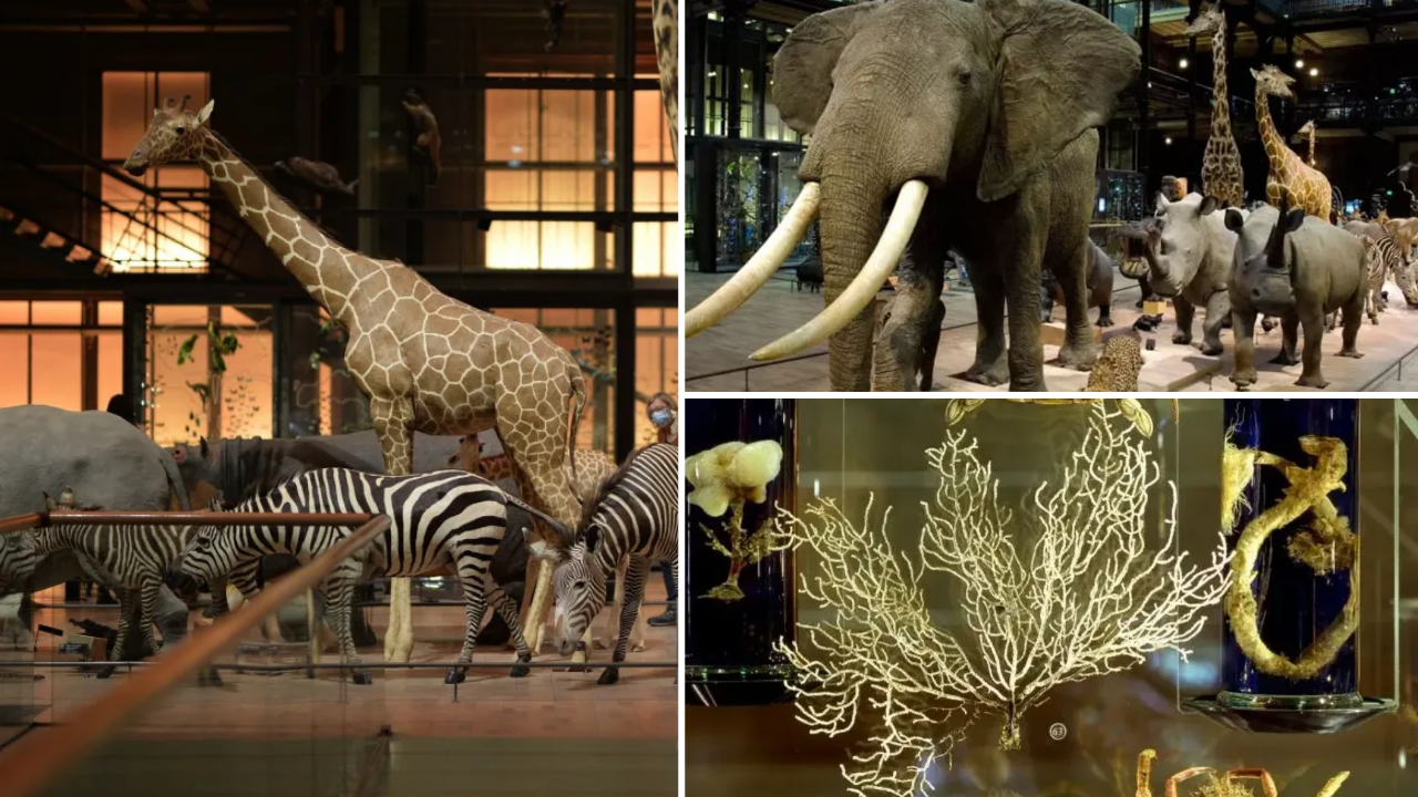 grande galerie de l evolution