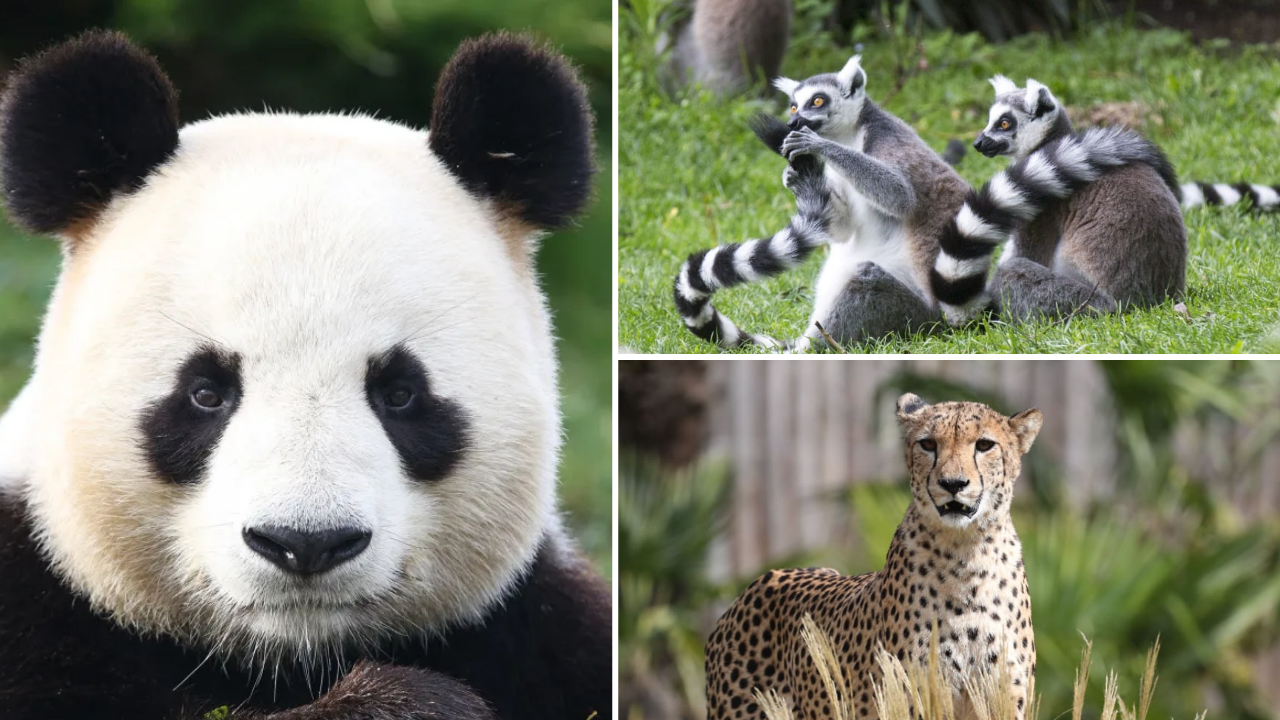 zoo de beauval