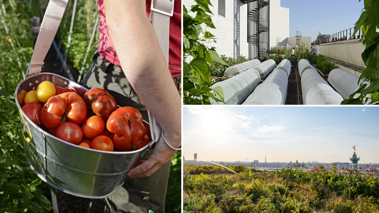 atelier potager urbain sur les toits