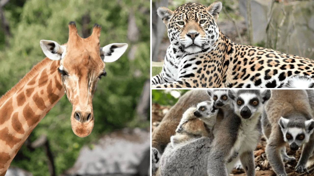 zoo de paris