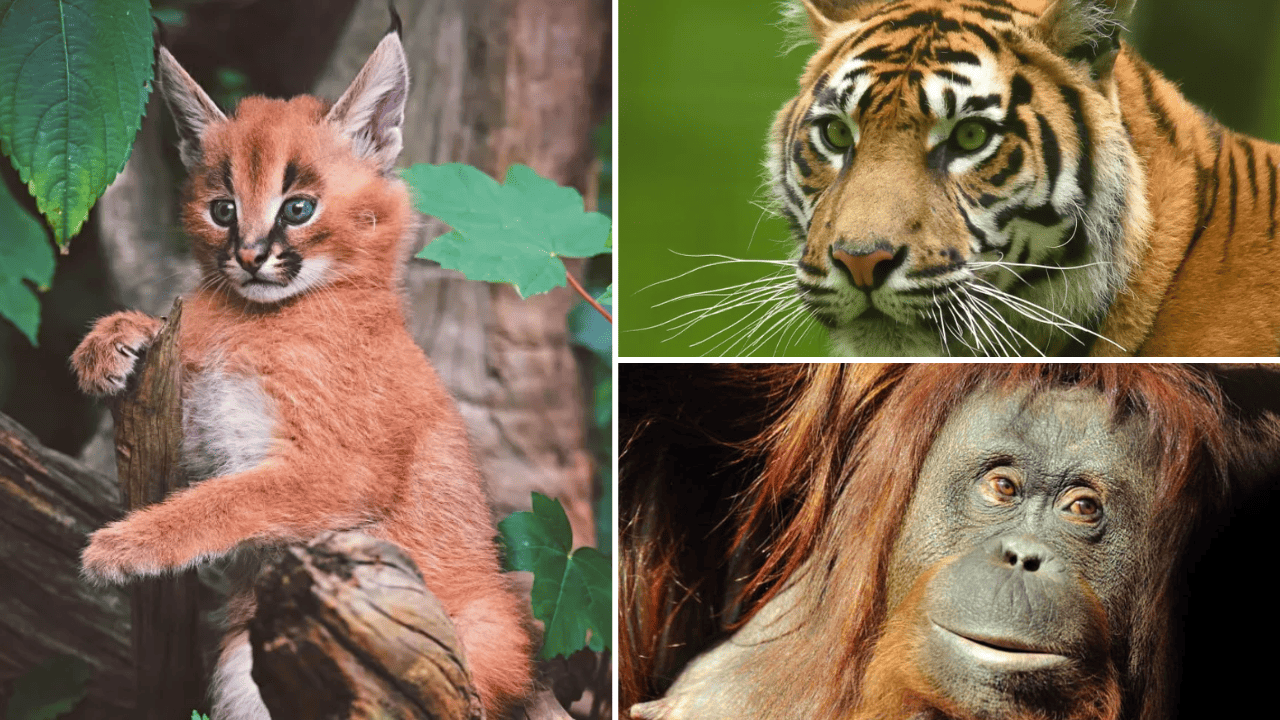 zoo-jardin-des-plantes