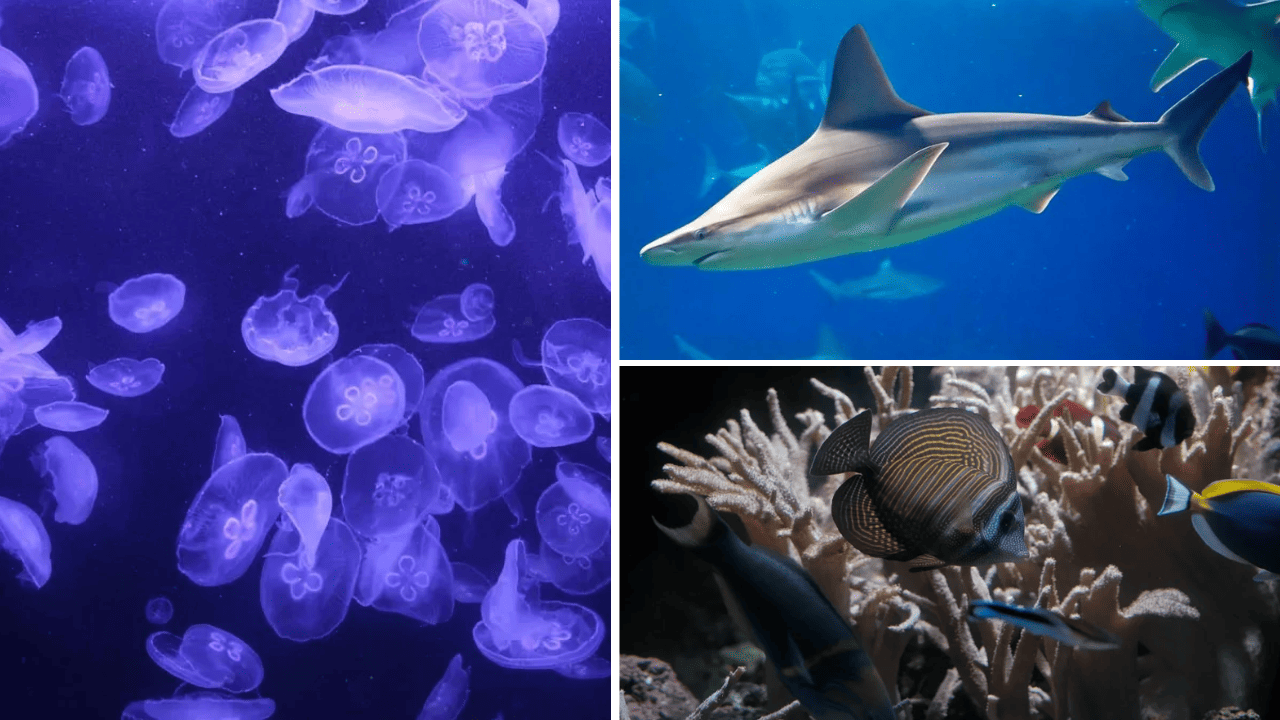 aquarium