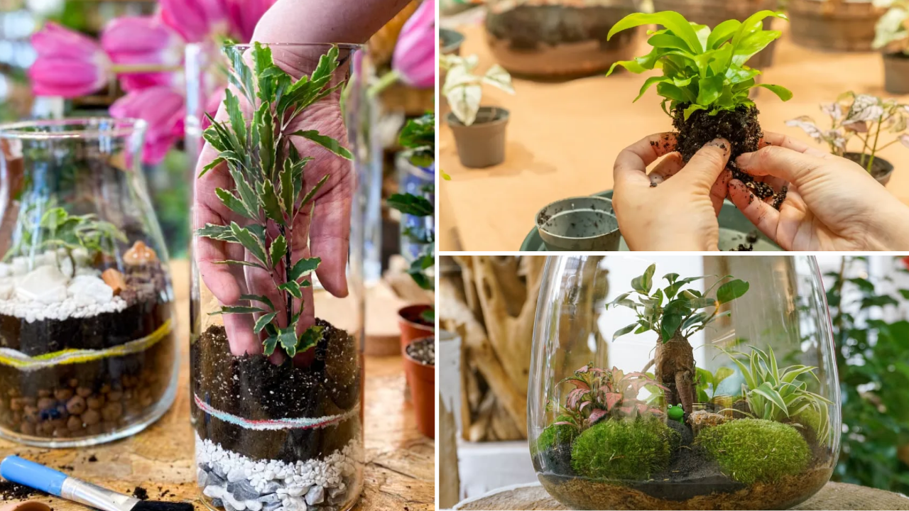 atelier-terrarium