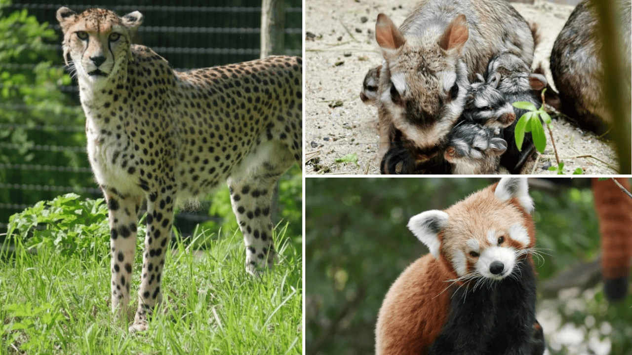 Zoo et parc animalier rouen