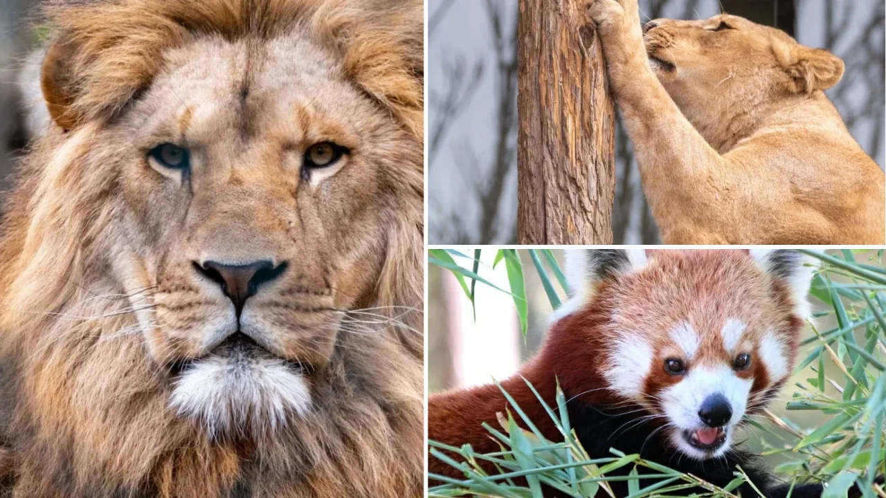 activite couple saint etienne zoo