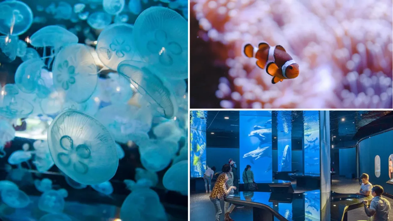 aquarium
