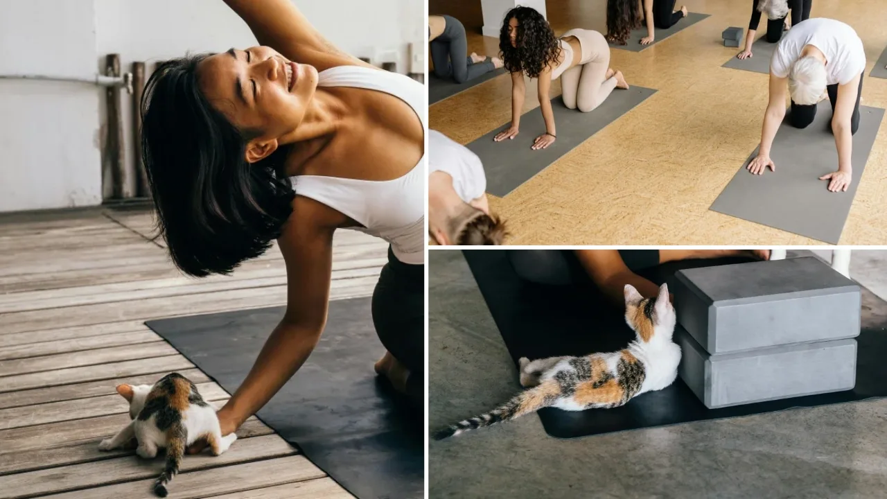 Kitten yoga Paris