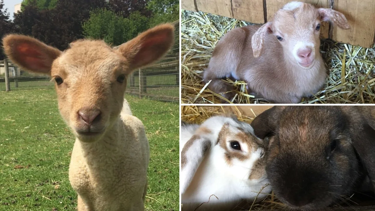 Visite de La Ferme de Gally