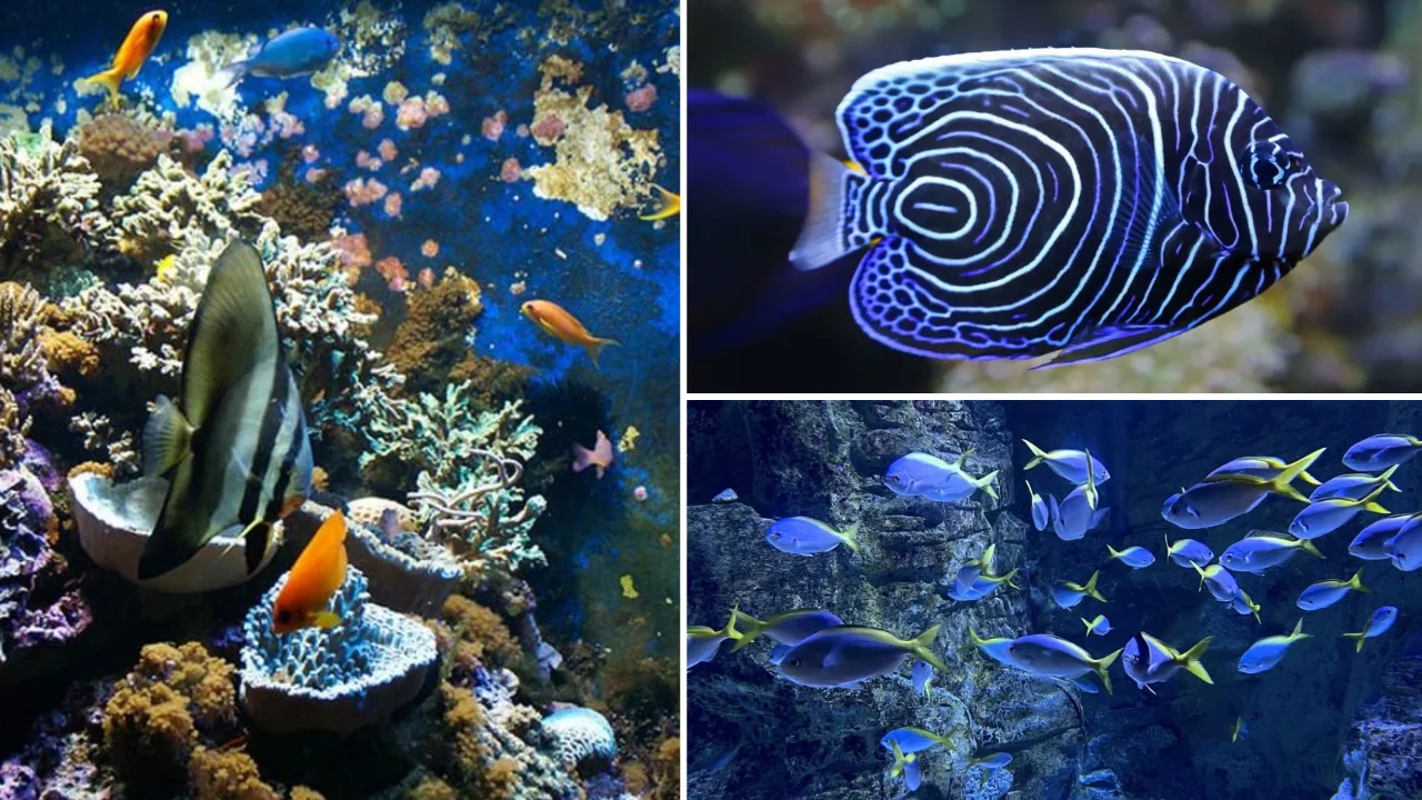 billet-visite-aquarium
