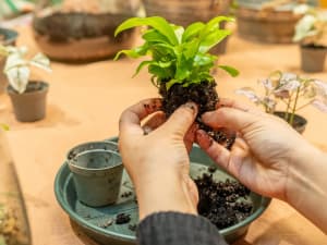 Atelier terrarium à Strasbourg (67)