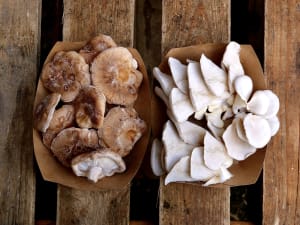 Initiation à la production de champignons à Grenoble (38)