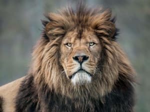 Billet pour le Zoo du Bois d'Attilly (77)