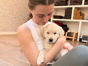 Puppy Yoga : Yoga avec des chiots à Paris 12ème