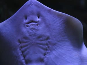 Billet coupe-file pour Le Seaquarium (30)
