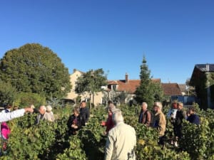 Visite & dégustation de Chablis au domaine Davenne à Auxerre