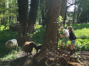 Atelier "Soins aux animaux" aux Clés de la Ferme à Chevannes