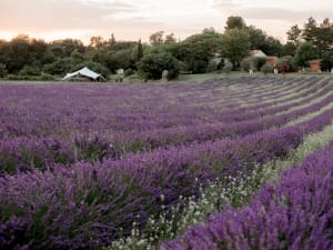 Visite champ de lavande Terre Ugo à Aix-en-Provence (13)