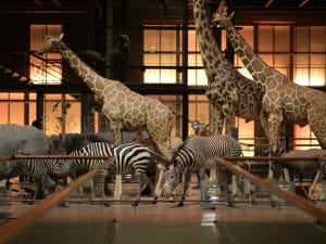 Billet coupe-file pour la Grande Galerie de l'Evolution