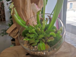 Atelier composition de plantes carnivores à Nanterre (92)