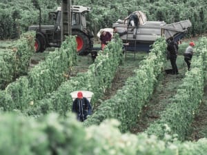 Visite découverte & dégustation au domaine P&B Couly (37)