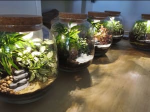 Atelier Terrarium lumineux à Paris 20ème