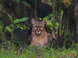 Billet pour le Zoo de Guyane (97)