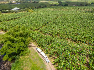Visite exploitation bananière en petit train en Martinique (97)