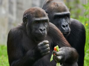 Billet pour la Vallée des Singes (86)
