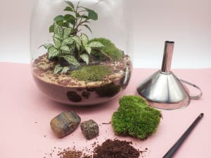 Atelier Terrarium à Strasbourg (67)