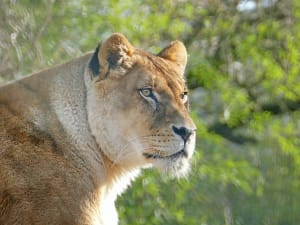 Billet pour le Zoo des Sables-d'Olonne (85)