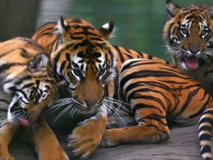 Billet pour la Réserve zoologique de la Haute-Touche (36)