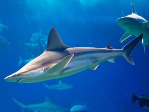 Billet coupe-file pour l'Aquarium de Paris au Trocadéro