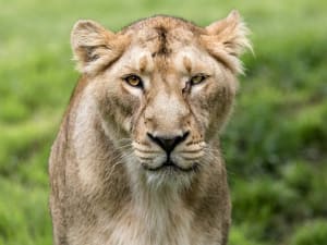 Billet pour le ZooParc de Trégomeur (22)