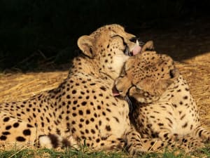 Billet pour le Bioparc de Doué-la-Fontaine (49)
