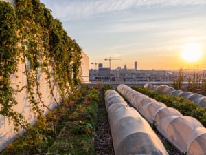 Atelier houblon sur les toits de l’Opéra Bastille à Paris 12ème
