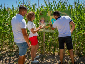 Labyrinthe géant dans un champ de maïs à Nantes (44)