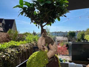 Atelier découverte Kokedama à Louveciennes (78)