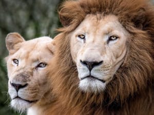 Billet pour Les Terres de Nataé (56)