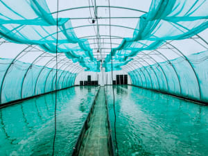 Atelier spiruline dans une ferme urbaine à Lille (59)